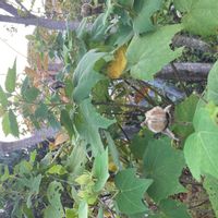 フヨウの画像