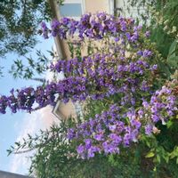 セイヨウニンジンボクの画像