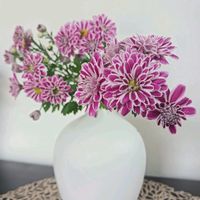 キク,スプレーマム,洋菊,スプレーマム セザンヌ,秋の花の画像