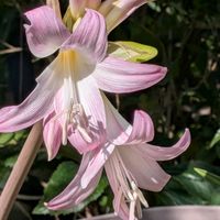 ナツズイセン,ノカンゾウ,極楽鳥花（ストレリチア）,秋の始まりなのに　まだ　夏!の画像