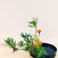 マリーゴールド,カヤツリグサ,マキノキ,小原流,盛花の画像