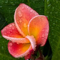 薔薇,寄植え,ハンギング,小さな庭,玄関アプローチの画像