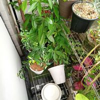 チームうずくまり,ほんわか♥️ほんのり,目指せ！緑のカーテン,ドジっ子,部屋の画像