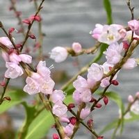 宿根草,サクラタデ(桜蓼),花壇,花のある暮らし,植物観察の画像