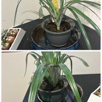 パイナップル,パイナップル,室内,家庭菜園の画像