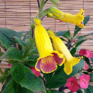 山野草,収穫,農産物直売所,農作業,農業の裏技の画像