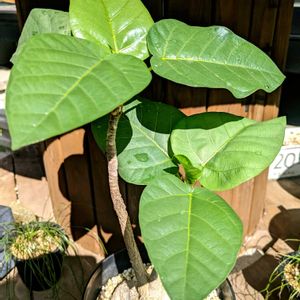 フィカス・パルメリー,フィカス パルメリ,多肉植物,塊根植物,成長記録の画像