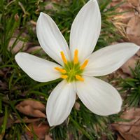 タマスダレ,お花,ウォーキングにての画像