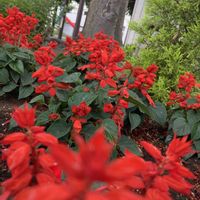 サルビア,サルビア・ガラニチカ,シュロ,ゴイサギ,今日のお花の画像