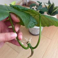 フィカス　ウンベラータ,観葉植物,リビング・ダイニングの画像