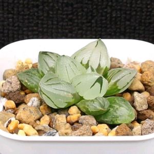 ハオルチア,多肉植物,エケベリア属,ハオルチア属,多肉大好きの画像