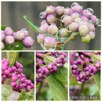 ムラサキシキブ,雨上がり,꒰ღ˘◡˘ற꒱かわゅ~,今日の一枚,植物中毒の画像