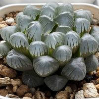 ハオルチア,レイトニー,レイトニー,ドドソン紫オブツーサ,ドドソン紫オブツーサの画像