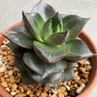 エケベリア,ヤマトニシキ,多肉植物の画像