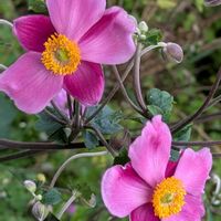 シュウメイギク,秋明菊,大好き,癒し,花のある暮らしの画像