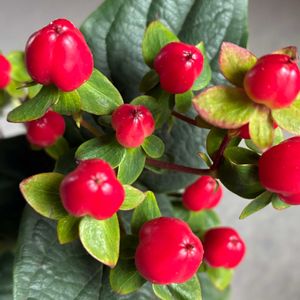 ヒペリカム,切り花を楽しむ,花と緑のある暮らしの画像