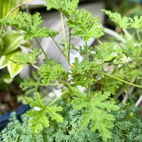ゼラニウム,Kays_gardenの画像