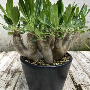 パキポディウム・ブレビカリックス,多肉植物,塊根植物,コーデックス,花のある暮らしの画像