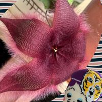 スタペリア,ガガ様,ガガ様のお花,ハゲの日,ソクオヤジの画像