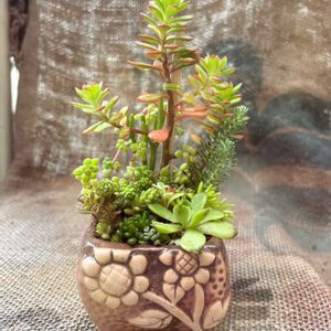セダム,多肉植物 寄せ植え,多肉植物いろいろ,多肉植物 パンジー,多肉植物の画像