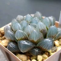 ハオルチア,石井オブスタ No.1413,エケベリア属,デアデビル,ほむらさん里親苗の画像