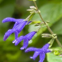 サルビア,サルビア ネモローサ カラドンナ,サルビア・ガラニチカ,花のある暮らし,今日のお花の画像