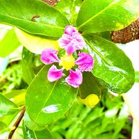 アセロラ,お散歩,温室の植物,千葉市花の美術館,ボタニカミュージアムの画像