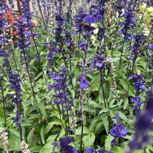 サルビア,青森,今日のお花,畑,庭の画像