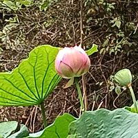 ハスの画像