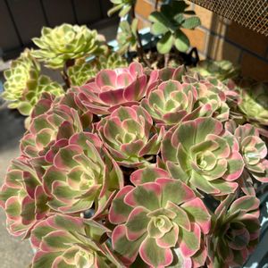 no green no life,多肉のある暮らし,夏越し成功,アエオ大好き！,秋よ早く来いの画像