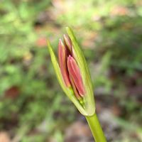 コスモス,ヒガンバナ,フヨウ,ムクゲ,秋桜の画像