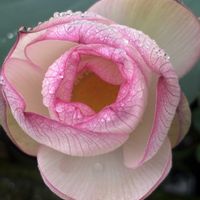 スイフヨウ,ツユクサ,ハス,酔芙蓉,ムラサキノマイの画像