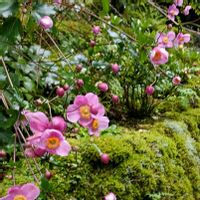 秋明菊,山の庭で,富士山南麓の画像