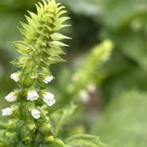 シカクマメ,青じその花,大葉（青紫蘇 あおしそ）,収穫物,市民農園の画像