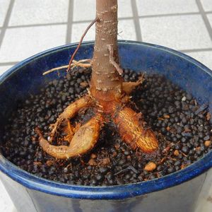 ガジュマル,観葉植物,植え替えの画像