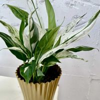 スパティフィラム,斑入りスパティフィラム,観葉植物,PR,三ツ星品質モニターの画像