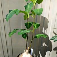 ラフィオナクメ,ラフィオナクメ アンゴレンシス,多肉植物,塊根植物,成長記録の画像