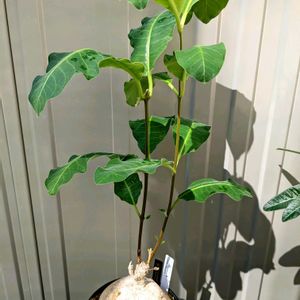 ラフィオナクメ,ラフィオナクメ アンゴレンシス,多肉植物,塊根植物,成長記録の画像