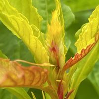 ケイトウ,コキア,オルレア,お庭,ヤマアジサイの画像