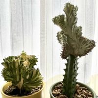 ユーフォルビア マハラジャ,ユーフォルビア マハラジャ,ユーフォルビア・ラクテア綴化,多肉植物,ユーフォルビアの画像