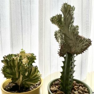 ユーフォルビア マハラジャ,ユーフォルビア マハラジャ,ユーフォルビア・ラクテア綴化,多肉植物,ユーフォルビアの画像