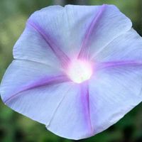 アサガオ,朝顔,ミズヒキ,アサガオの蕾,水引き　ミズヒキの画像