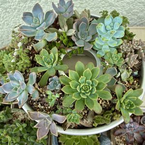 多肉植物,多肉寄せ植え,埼玉タニラー,モフモフ大好き,GS6年生の画像