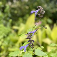 カンナ,サルビア,スーパーサルビア•ロックンロール,我が家の庭,花のある暮らしの画像