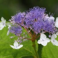タマアジサイ,仲良し,花のある暮らし,軽井沢町植物園,おうち園芸の画像
