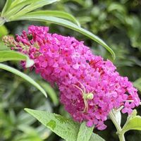ミニトマト,センニンソウ(仙人草),サルビア ガラニチカ(メドーセージ),四季咲き大輪バラ　ドリームローズ　御殿場,四季咲き大輪バラ　ドリームローズ　御殿場の画像