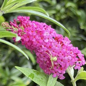ミニトマト,センニンソウ(仙人草),サルビア ガラニチカ(メドーセージ),四季咲き大輪バラ　ドリームローズ　御殿場,四季咲き大輪バラ　ドリームローズ　御殿場の画像