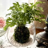 スプレーバラ,山苔,観葉植物,苔玉,シダ植物の画像