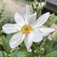 秋明菊,地植え,ガーデニング,花のある暮らし,お花は癒しの画像