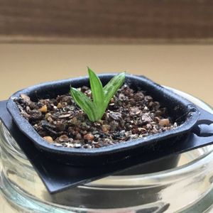 ハオルチア 交配種,多肉植物,実生,ハオルチア属,窓辺の画像